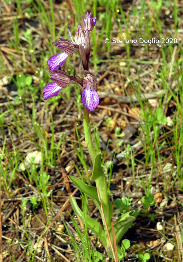 orchidee in Giordania